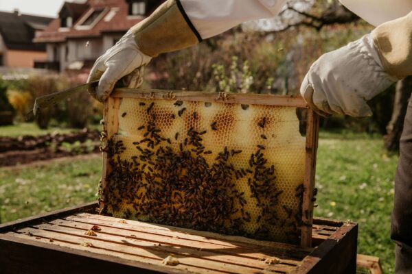 Apicultor manipulando una colmena actividad apicultura